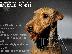 PoulaTo: Airedale terrier puppies for sale